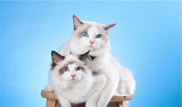 这八种猫咪，养哪个都不会后悔