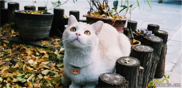 这八种猫咪，养哪个都不会后悔