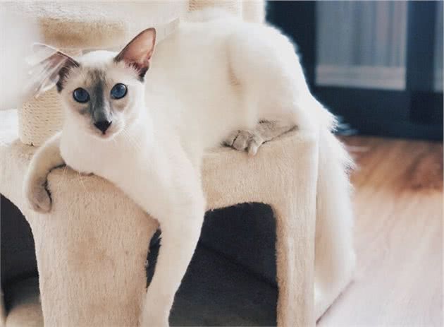 品种溯源识别系列之：巴厘猫