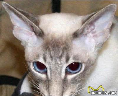 品种溯源识别系列之：巴厘猫