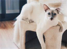 品种溯源识别系列之：巴厘猫