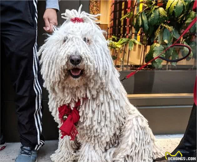 慎养！犬界体味最重的5种狗，一不小心就被熏着了！