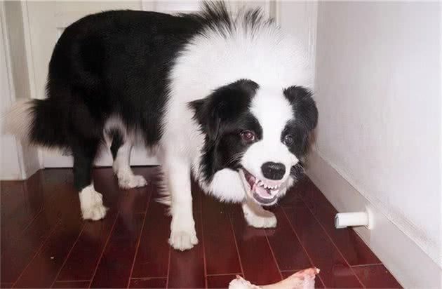 狗狗护食怎么办？教你几招，轻松解决狗狗护食问题