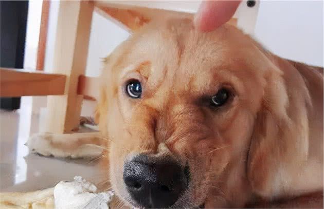 狗狗护食怎么办？教你几招，轻松解决狗狗护食问题