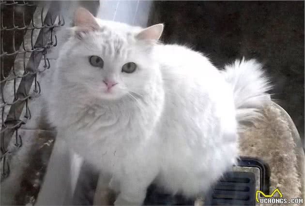 世界上最古老的猫，起源于16世纪的非洲，直到波斯猫出现