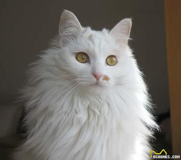 世界上最古老的猫，起源于16世纪的非洲，直到波斯猫出现