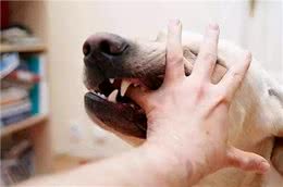 狗狗身上哪些部位最“脆弱”？遇到恶犬扑来，打哪里最有效？