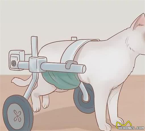 好好的猫咪突然瘸了是怎么回事？