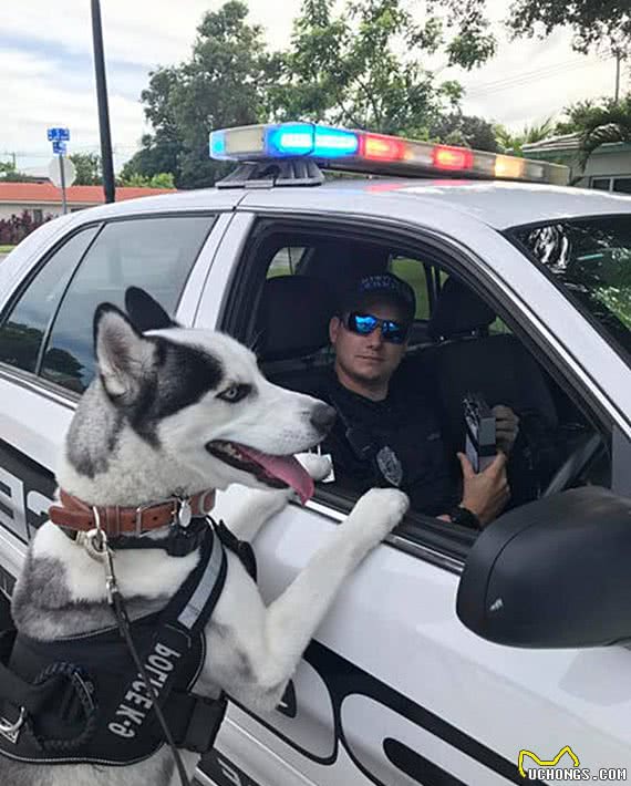 警局里来了一只新警犬，大家纷纷去围观，却怀疑是不是送错了地方