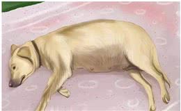 狗狗怀孕后，必看5点注意事项