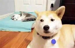狗的窝被猫咪霸气占领，不敢反抗满脸委屈，脾气也太好了吧