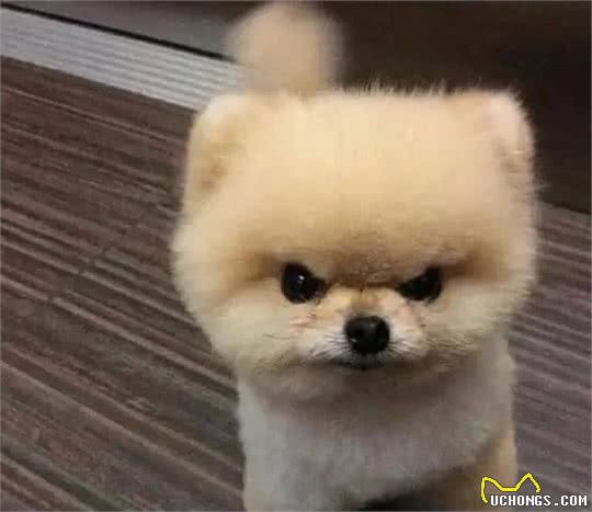 笼子对狗狗来说是必要的吗？