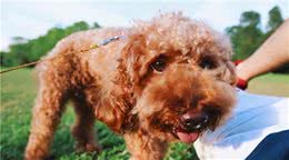 泰迪犬这4个“部位”，一个比一个重要，最好别用力打