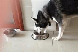 中型犬狗粮推荐，性价比高的狗粮
