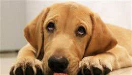 狗狗感冒加重是怎样的表现