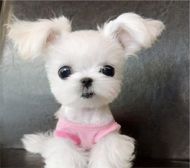 去了趟宠物美容院后，网友：这是真汪？别拿玩具狗唬我