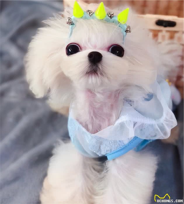 去了趟宠物美容院后，网友：这是真汪？别拿玩具狗唬我