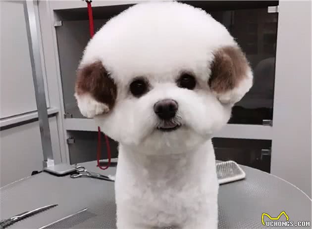 去了趟宠物美容院后，网友：这是真汪？别拿玩具狗唬我