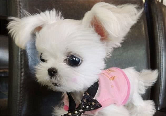 去了趟宠物美容院后，网友：这是真汪？别拿玩具狗唬我