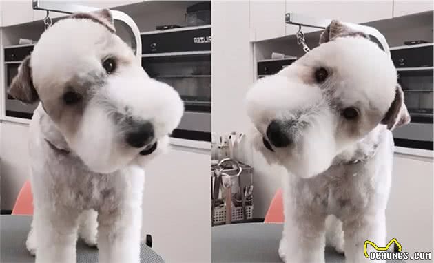去了趟宠物美容院后，网友：这是真汪？别拿玩具狗唬我