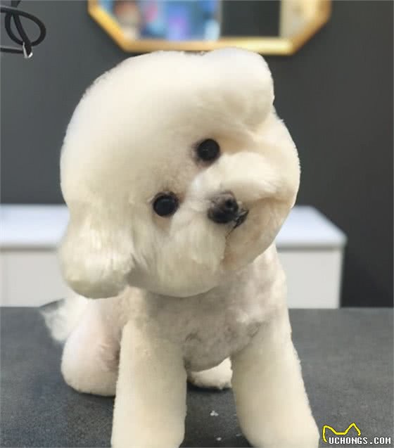 去了趟宠物美容院后，网友：这是真汪？别拿玩具狗唬我