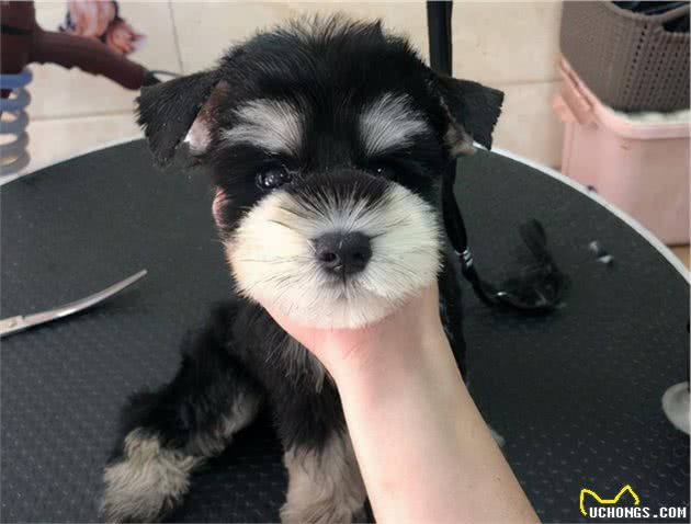 去了趟宠物美容院后，网友：这是真汪？别拿玩具狗唬我