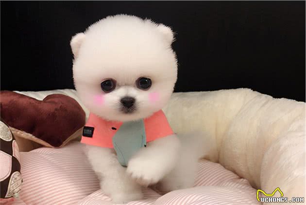 去了趟宠物美容院后，网友：这是真汪？别拿玩具狗唬我