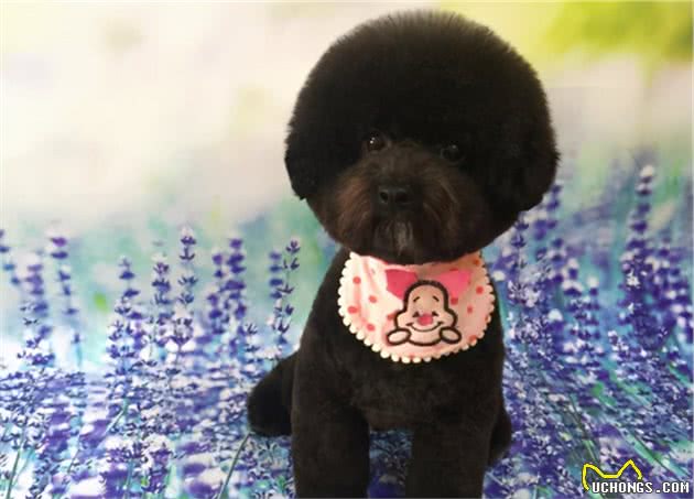 去了趟宠物美容院后，网友：这是真汪？别拿玩具狗唬我