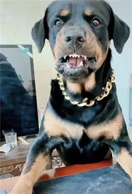 谁说中国无猛犬，这三种猛犬随便拉一只到国外，老外都羡慕嫉妒恨
