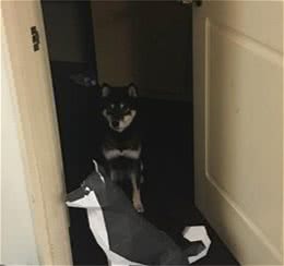 狗狗赌气躲厕所，还露出一截爪子暗示：我在这快来找我