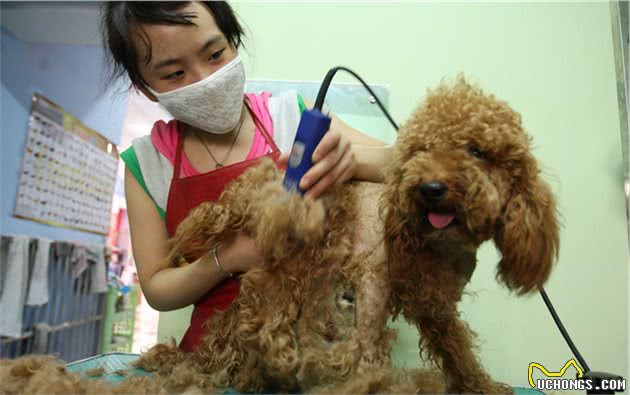 夏天怎么让狗狗又丑还得皮肤病?当然是带狗狗去剃光