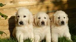 80后铲屎官的金毛幼犬冷知识，6问6答，分享给爱狗的人