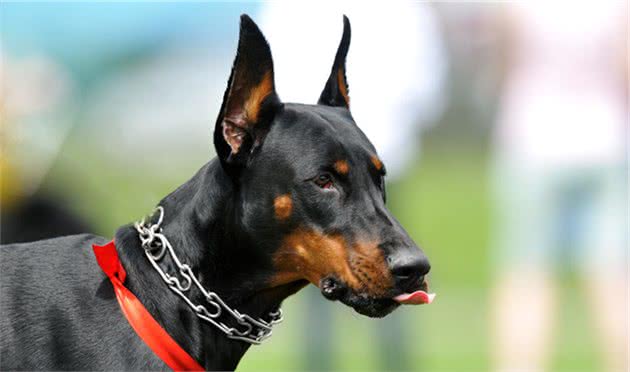 公认最帅气最勇敢的护卫犬—＂杜宾犬＂和＂罗威纳犬＂