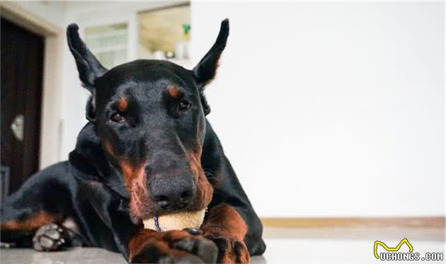 公认最帅气最勇敢的护卫犬—＂杜宾犬＂和＂罗威纳犬＂