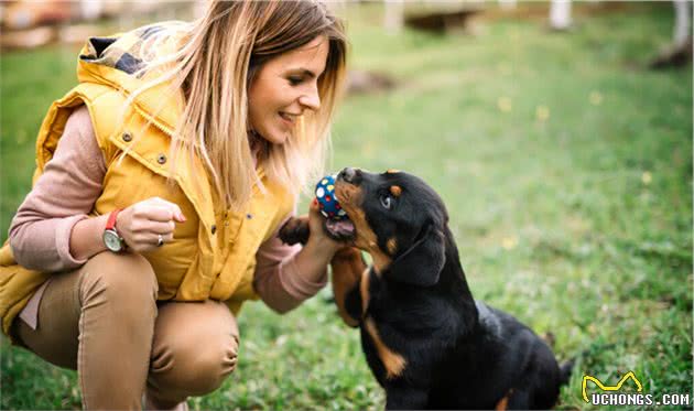公认最帅气最勇敢的护卫犬—＂杜宾犬＂和＂罗威纳犬＂
