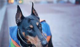 公认最帅气最勇敢的护卫犬—＂杜宾犬＂和＂罗威纳犬＂