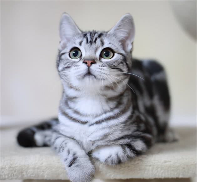 如果选择养一只猫咪，我首选“美短”猫，因为它有6个优点