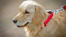 养金毛，选公犬好，还是母犬好？