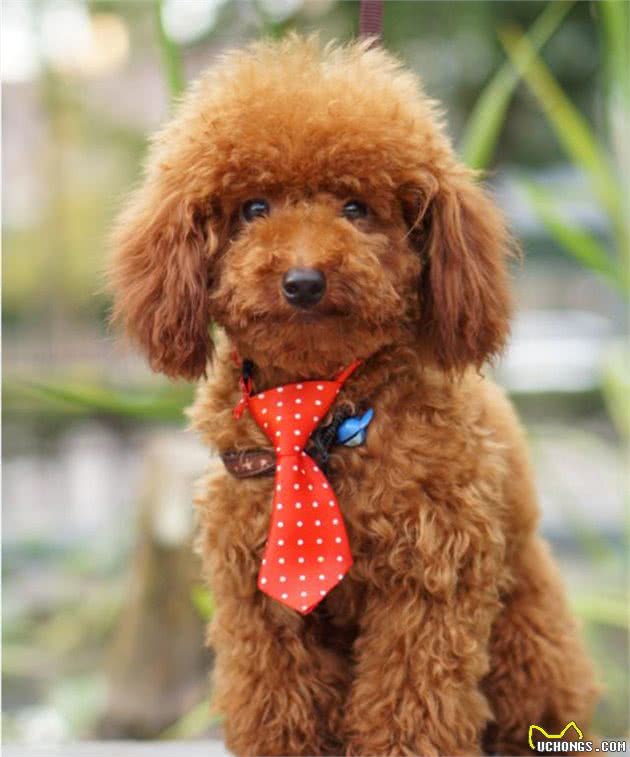 为什么那么多人喜欢“泰迪犬”？泰迪犬到底有什么好？