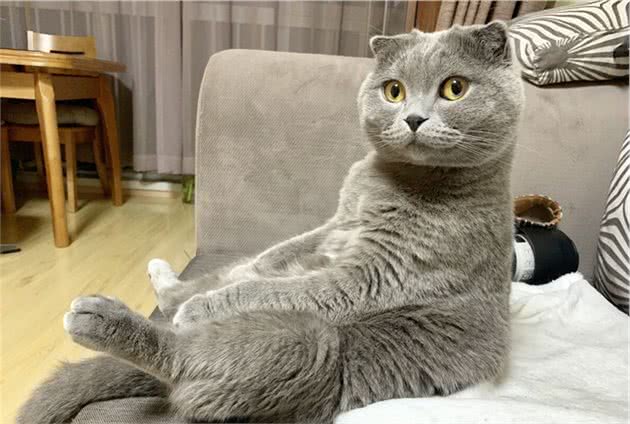 英国短毛猫VS美国短毛猫，哪种更适合家养？