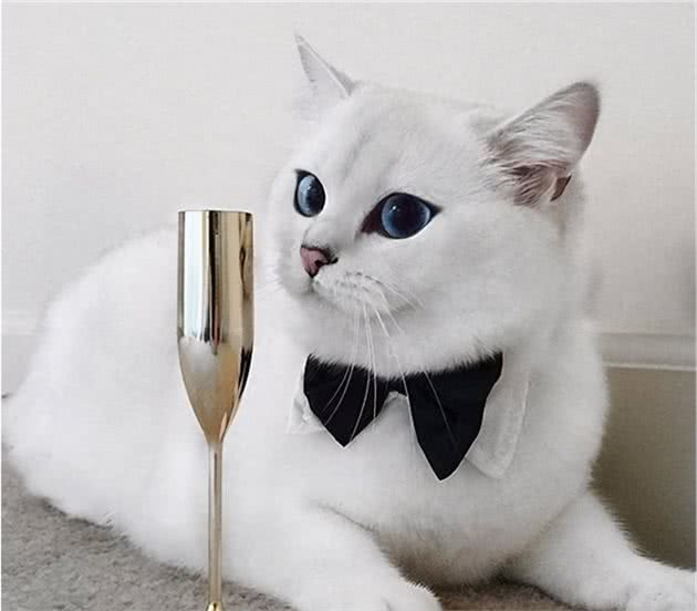 英国短毛猫VS美国短毛猫，哪种更适合家养？