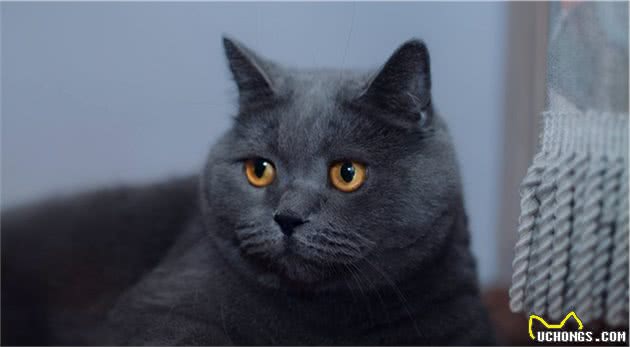 英国短毛猫VS美国短毛猫，哪种更适合家养？