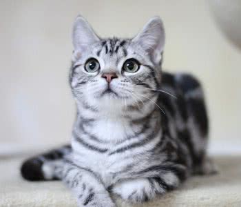 英国短毛猫VS美国短毛猫，哪种更适合家养？