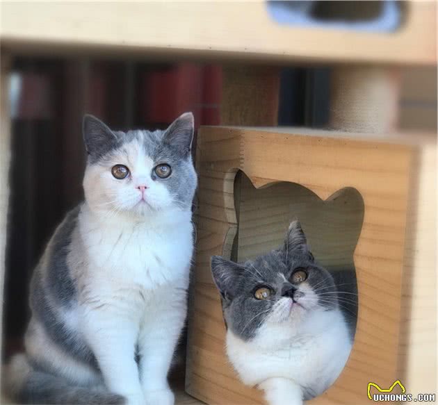 英国短毛猫VS美国短毛猫，哪种更适合家养？