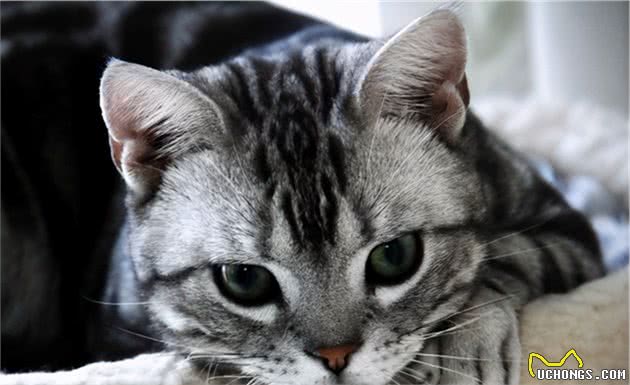 英国短毛猫VS美国短毛猫，哪种更适合家养？