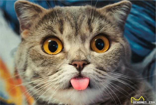 英国短毛猫VS美国短毛猫，哪种更适合家养？