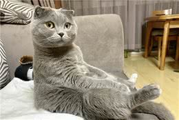 英国短毛猫VS美国短毛猫，哪种更适合家养？