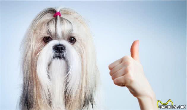 西施犬，和西施同名的犬有多好