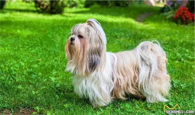 西施犬，和西施同名的犬有多好