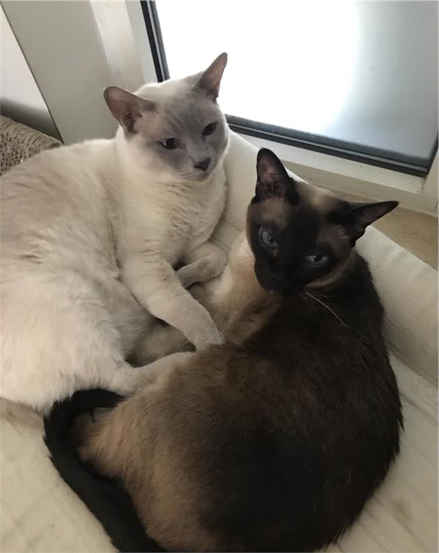仙女猫布偶也会变糊？仙女和挖煤工之间，也就差了一个剃毛
